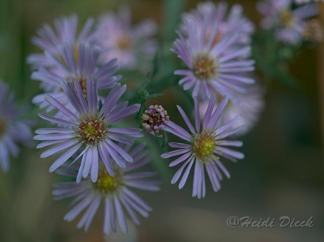 Aster Wunder von Stäfa.jpg - Aster Wunder von Stäfa